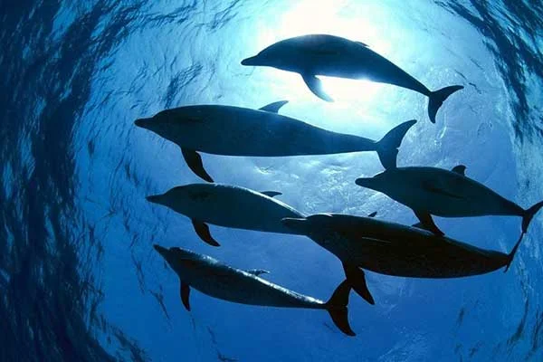 Dolphin-House-Snorkeling-and-Swimming-with-Dolphins-16