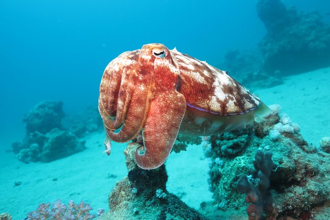 Dolphin Lagoon 2 days 14