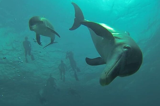 Dolphin Lagoon 2 days 4