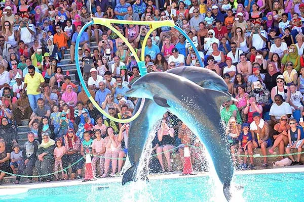 Dolphin-Show-Hurghada-and-Swimming-with-Dolphins-2