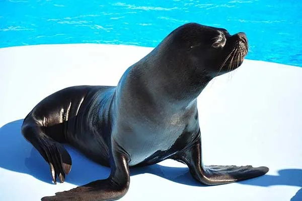 Dolphin-Show-Hurghada-and-Swimming-with-Dolphins-8