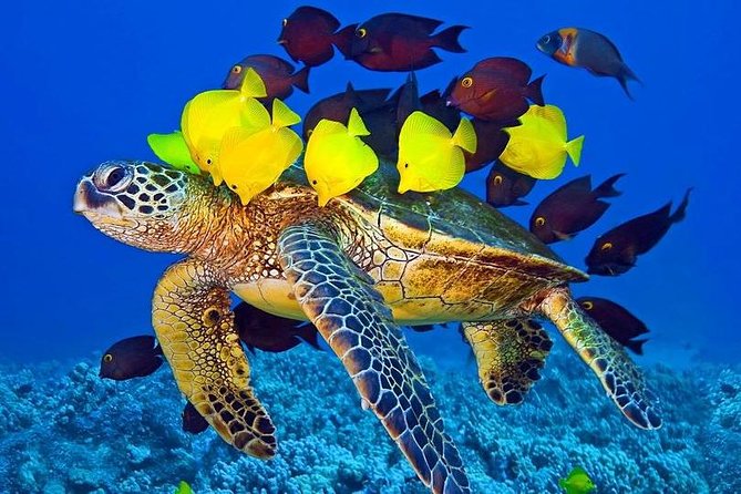 royal_seascobe_hurghada4