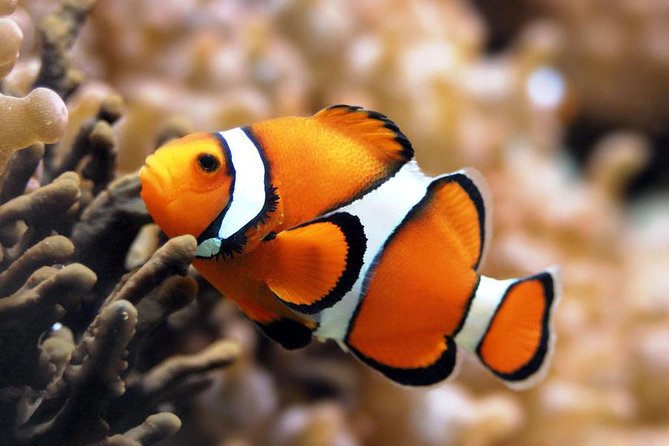 royal_seascobe_hurghada8